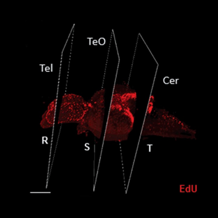 Optical Projection Tomography as a Novel Method to Visualize and Quantitate Whole-Brain Patterns of Cell Proliferation in the Adult Zebrafish Brain