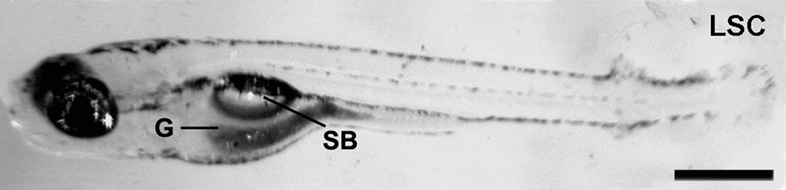 From Inflation to Flotation: Contribution of the Swimbladder to Whole-Body Density and Swimming Depth During Development of the Zebrafish (<i>Danio rerio</i>)