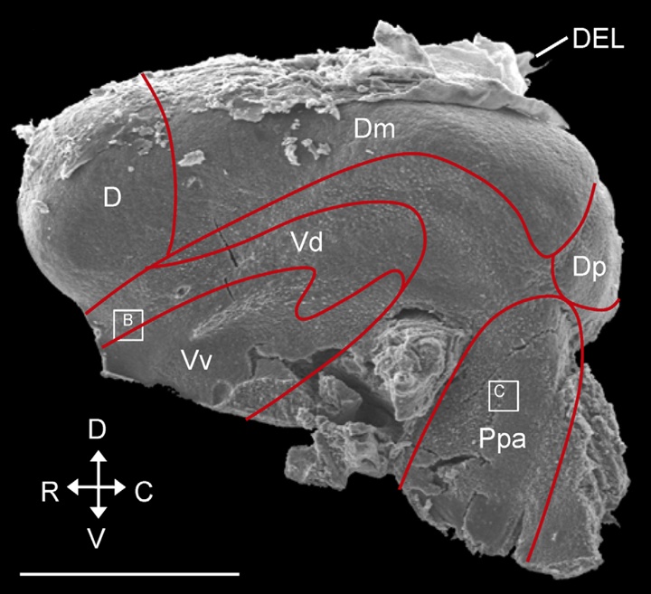 The Cellular Composition of Neurogenic Periventricular Zones in the Adult Zebrafish Forebrain