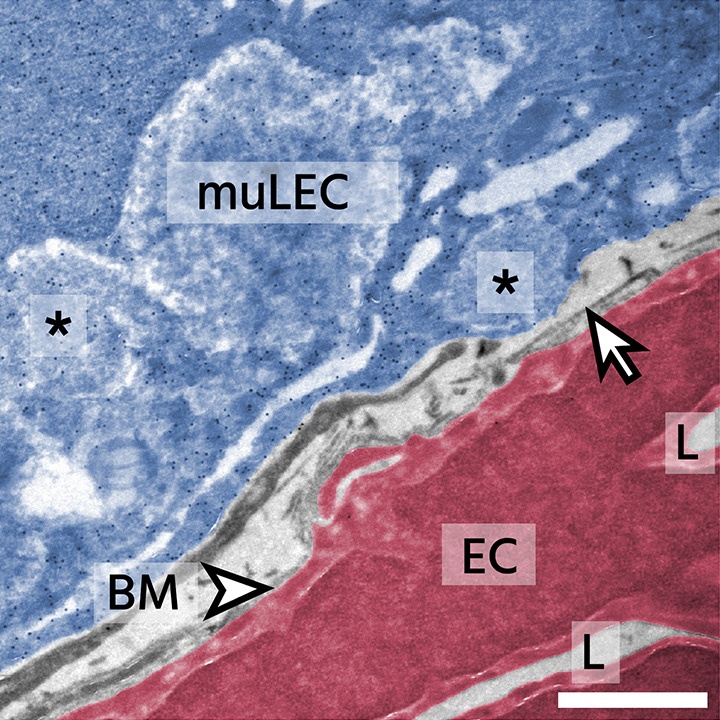 Mural lymphatic endothelial cells regulate meningeal angiogenesis in the zebrafish